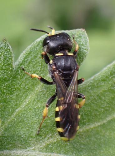 Réf. 335 433 : Lestica clypeata